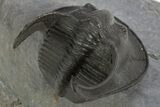 Enrolled Scotoharpes Trilobite - Boudib, Morocco #328608-5